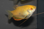Goud Gourami